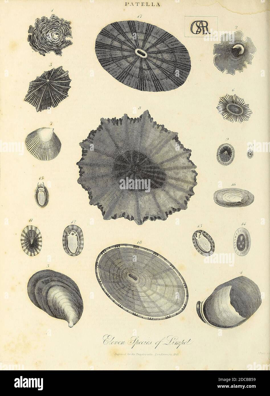 Patella is a genus of sea snails with gills, typical true limpets, marine gastropod mollusks in the family Patellidae, the true limpets Copperplate engraving From the Encyclopaedia Londinensis or, Universal dictionary of arts, sciences, and literature; Volume XVIII;  Edited by Wilkes, John. Published in London in 1821 Stock Photo