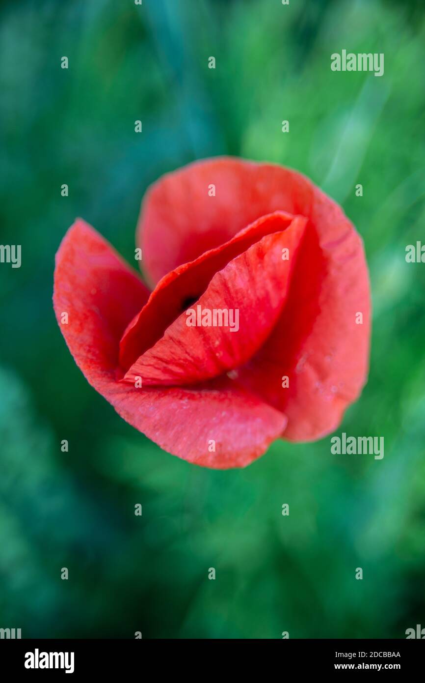Beautiful red poppy in a green field in summer Stock Photo