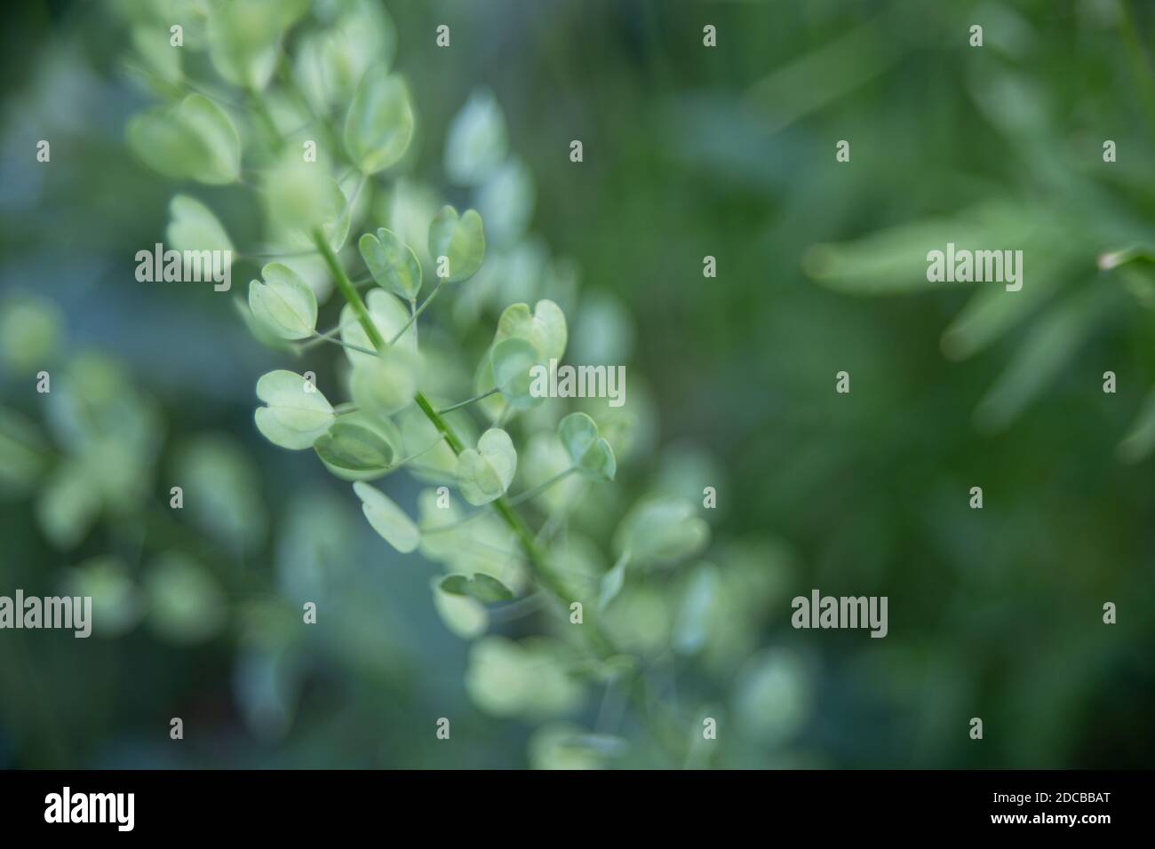 Wild plant with green small heart shaped leaves on a field Stock Photo