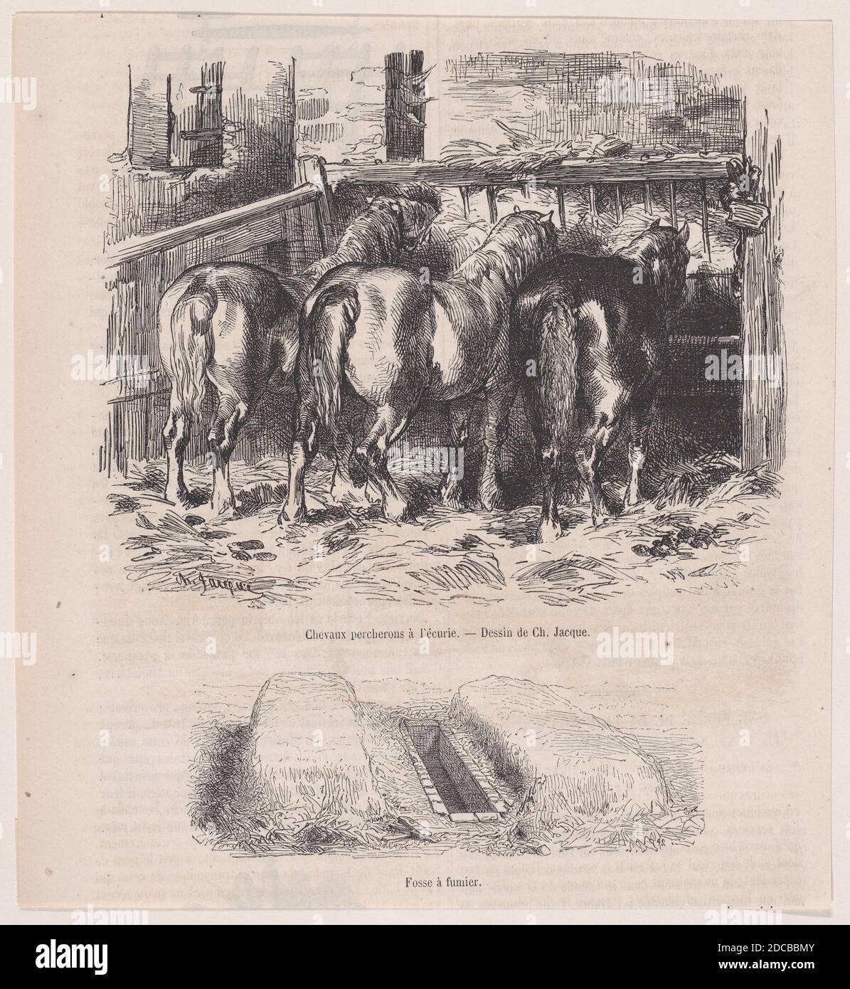 Chevaux percherons &#xe0; l'&#xe9;curie; Fosse &#xe0; fumier; from Magasin Pittoresque, ca. 1852. Stock Photo