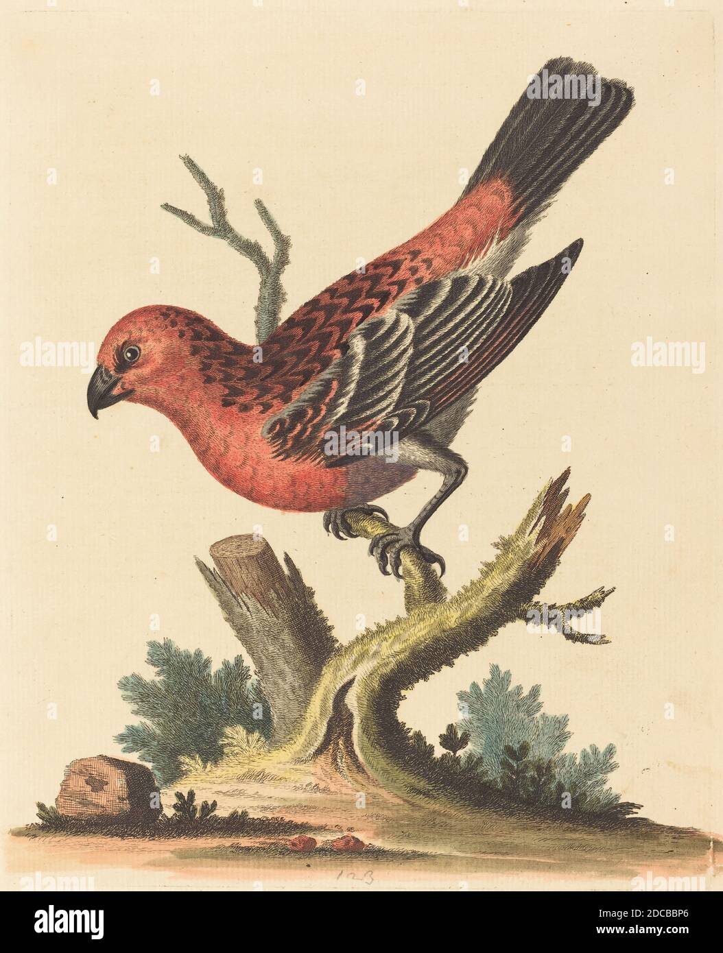 George Edwards, (artist), English, 1694 - 1773, Red and Black Bird, A Natural History of Uncommon Birds and Animals (1743-51), (series), hand-colored etching on laid paper, plate: 23.5 x 18.9 cm (9 1/4 x 7 7/16 in.), sheet: 27.9 x 21.6 cm (11 x 8 1/2 in Stock Photo