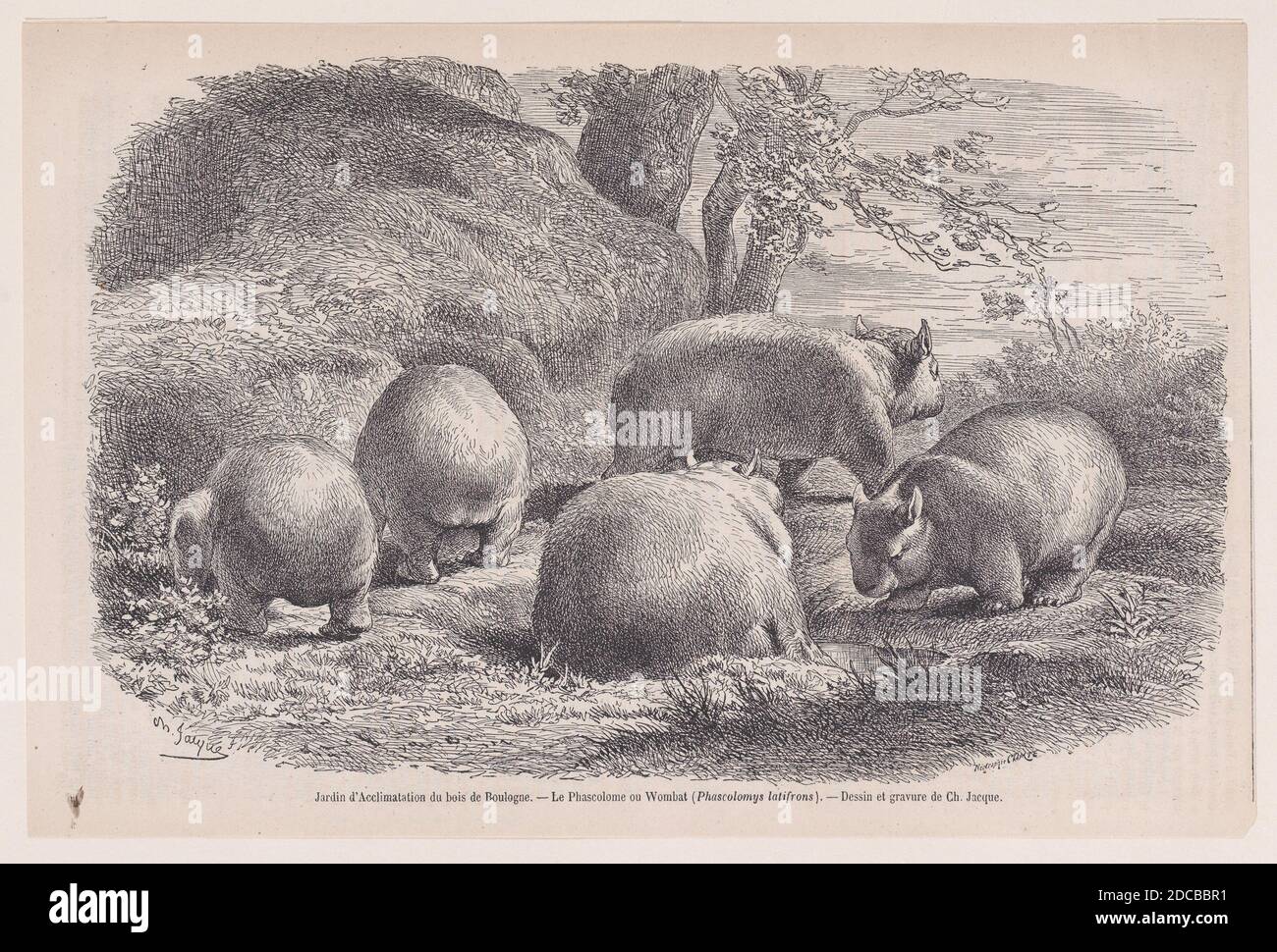 The Wombat, from &quot;Le Magasin Pittoresque&quot;, ca. 1852. [Jardin d'Acclimatation du bois de Boulogne. &#x2014; Le Phascolome ou Wombat (Phascolomys latifrons)]. Stock Photo