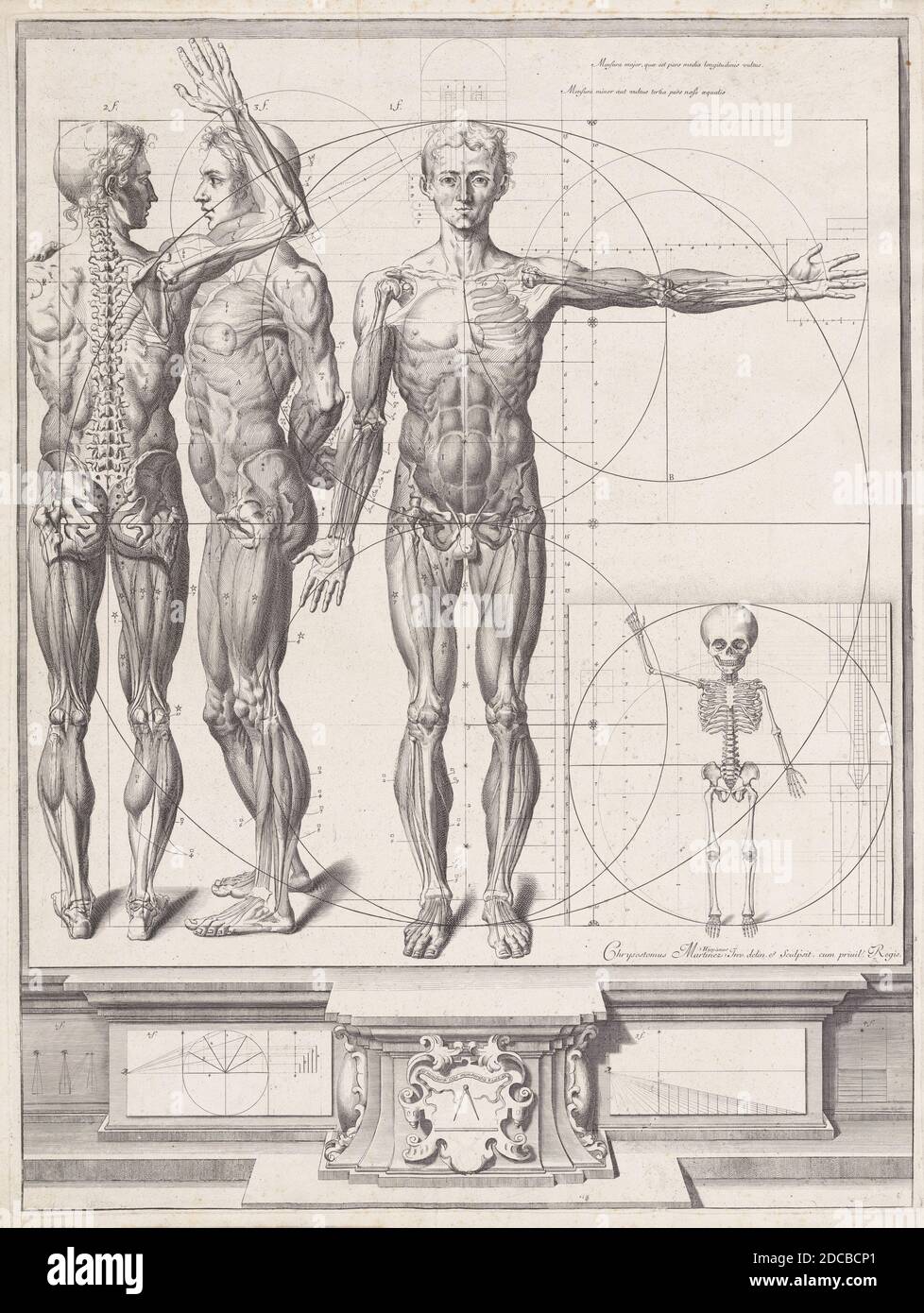 Plate for the &#x2018;Atlas Anatomico&#x2019; (unpublished), Plate ca. 1680-94; printed 1740. Stock Photo