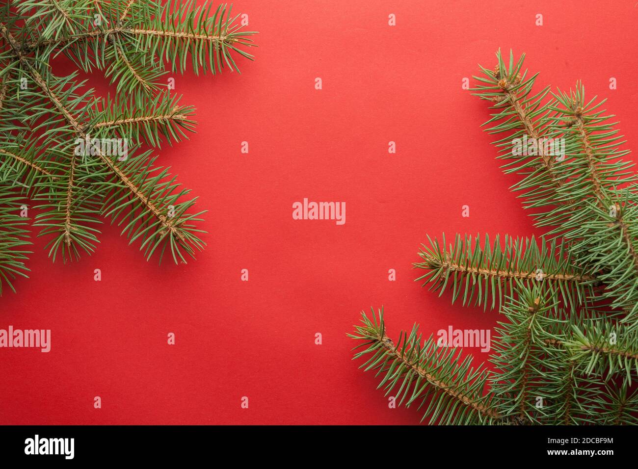 Christmas background red paper and branches of a New Year tree with ...