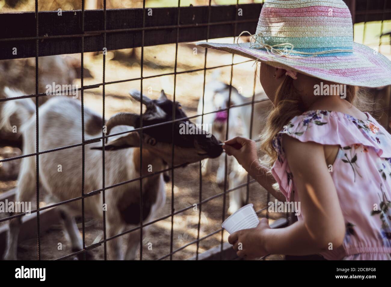 Little girl at the farm, feeding goats Stock Photo - Alamy
