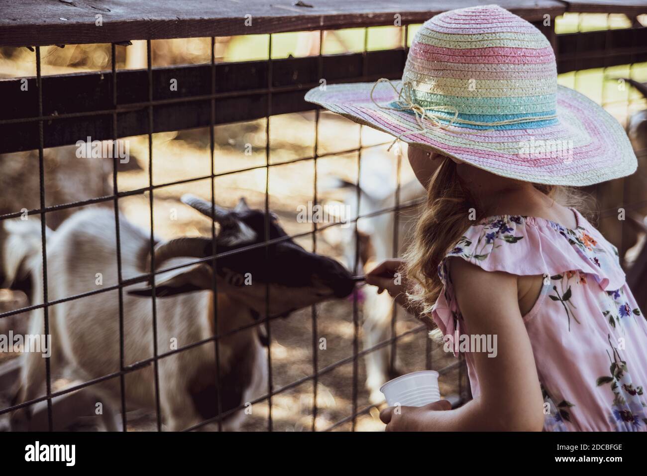 Little girl at the farm, feeding goats Stock Photo - Alamy