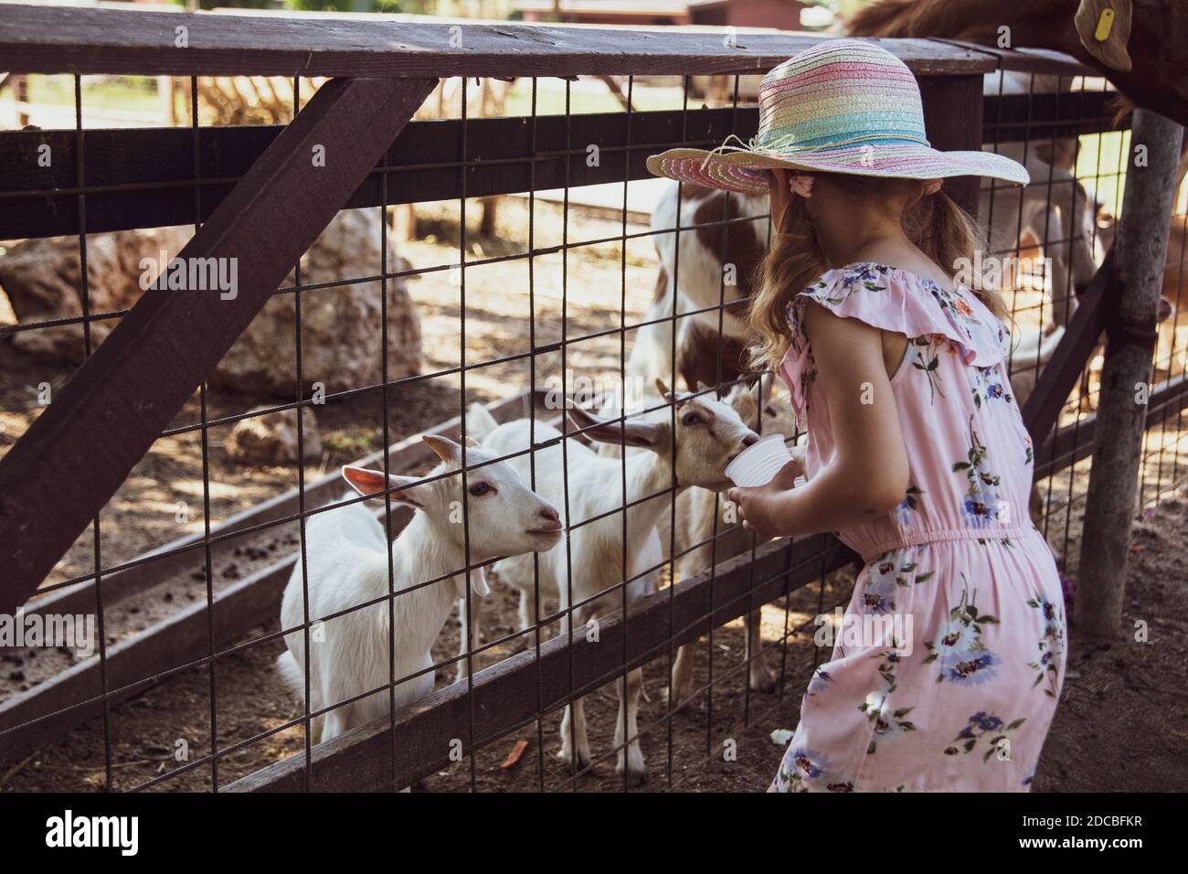 Little girl at the farm, feeding goats Stock Photo - Alamy