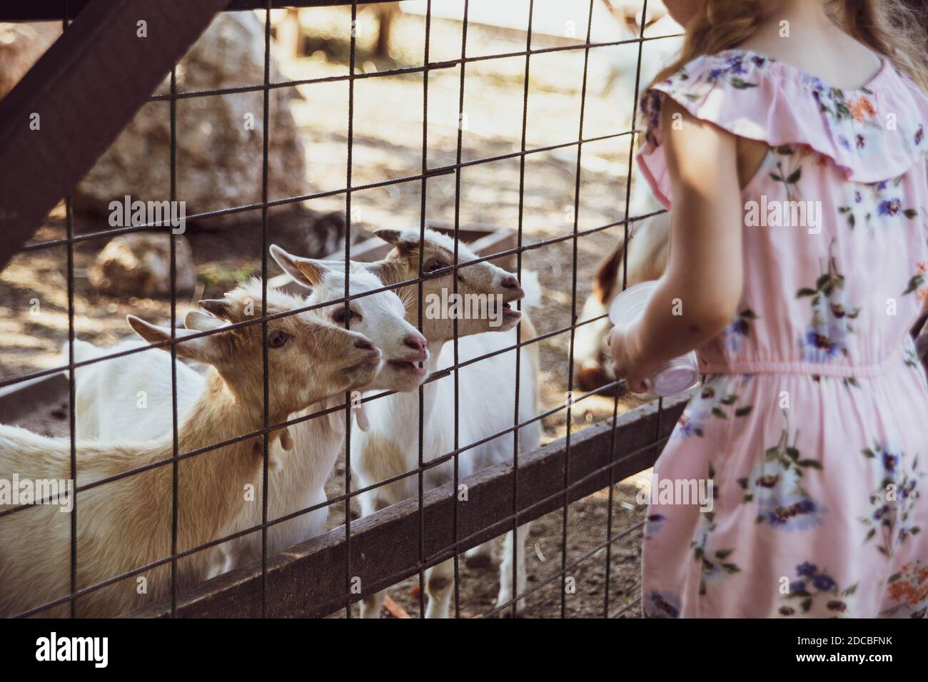 Little girl at the farm, feeding goats Stock Photo - Alamy