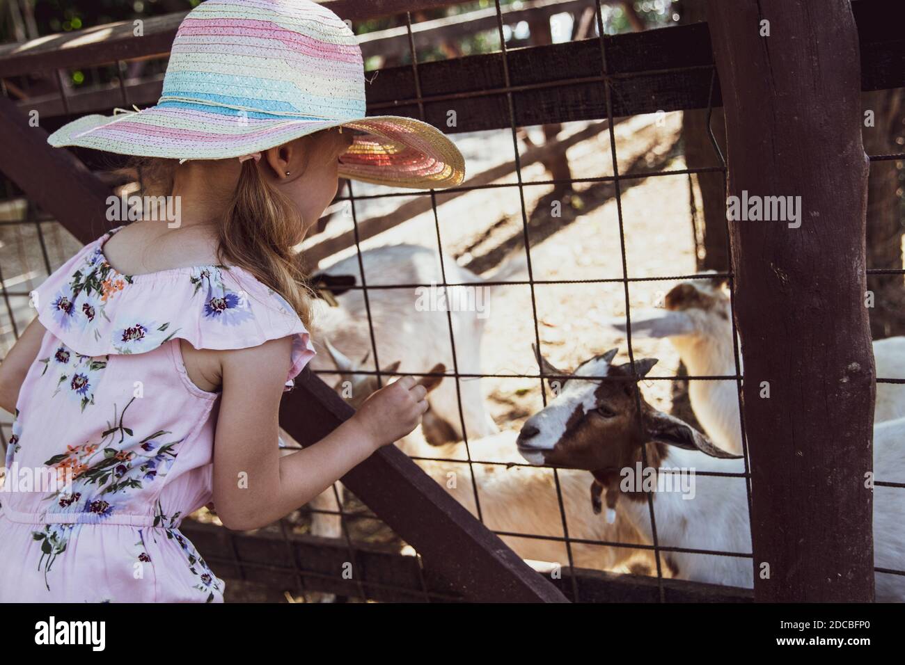 Little girl at the farm, feeding goats Stock Photo - Alamy