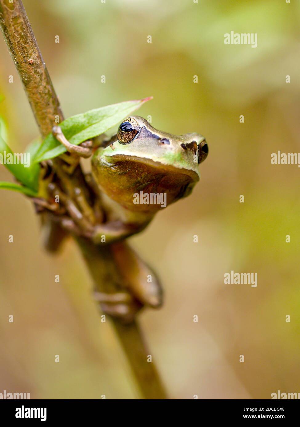 mediterranean tree frog, hyla meridionalis Stock Photo Alamy