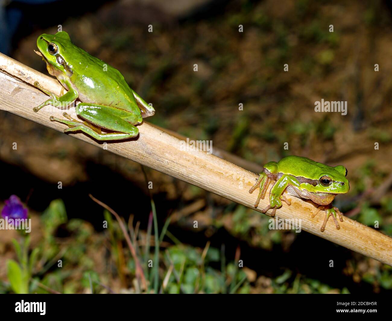 mediterranean tree frog, hyla meridionalis and common tree frog, hyla