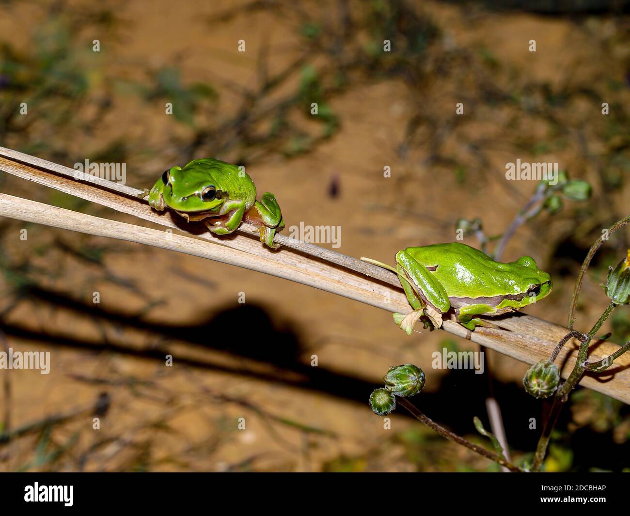 mediterranean tree frog, hyla meridionalis and common tree frog, hyla