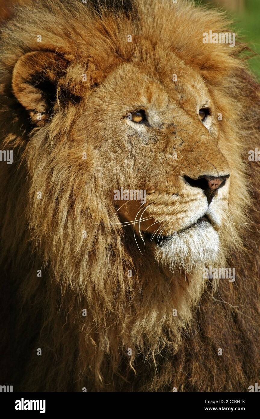 AFRICAN LION panthera leo, PORTRAIT OF MALE Stock Photo - Alamy