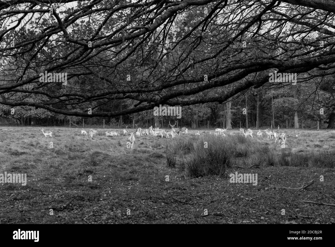 Black and white image of reindeer grazing in woods in wintertime, with a large tree framing the image. Stock Photo