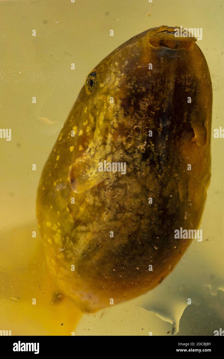 common Eurasian spadefoot toad (Pelobates fuscus Stock Photo Alamy