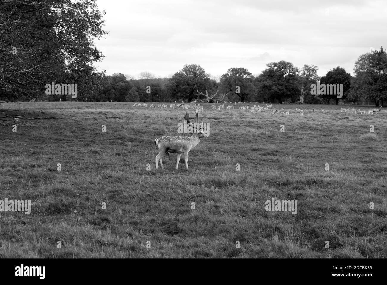 Close up black and whit image of reindeer in deer park in wintertime.  A stag deer with fabulous antlers s on grassland Stock Photo