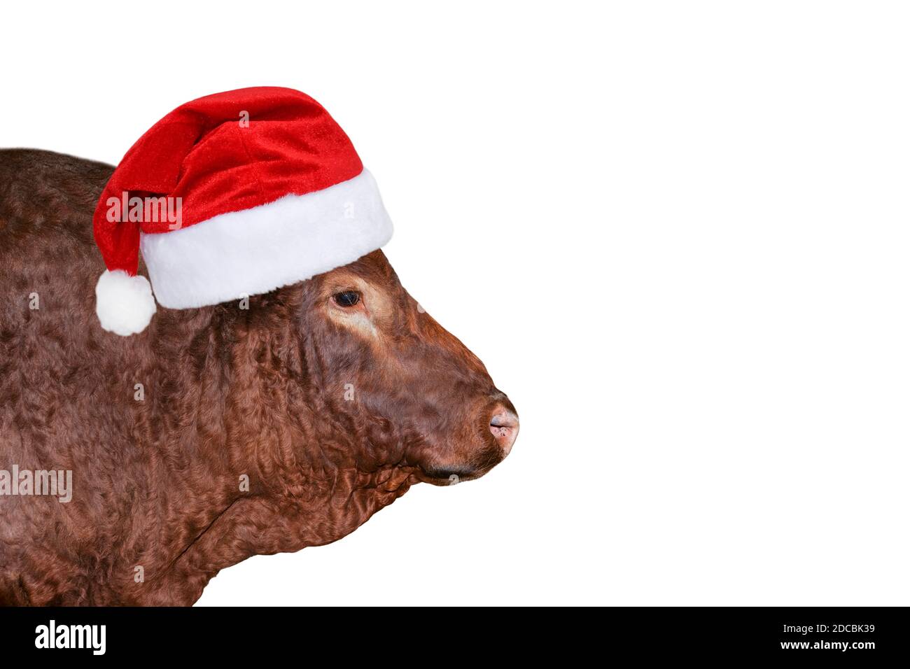 Funny big brown bull in red Christmas or Santa Claus hat isolated on white.  Bull portrait isolated on white. Farm animals. Christmas Banner with copy  Stock Photo - Alamy