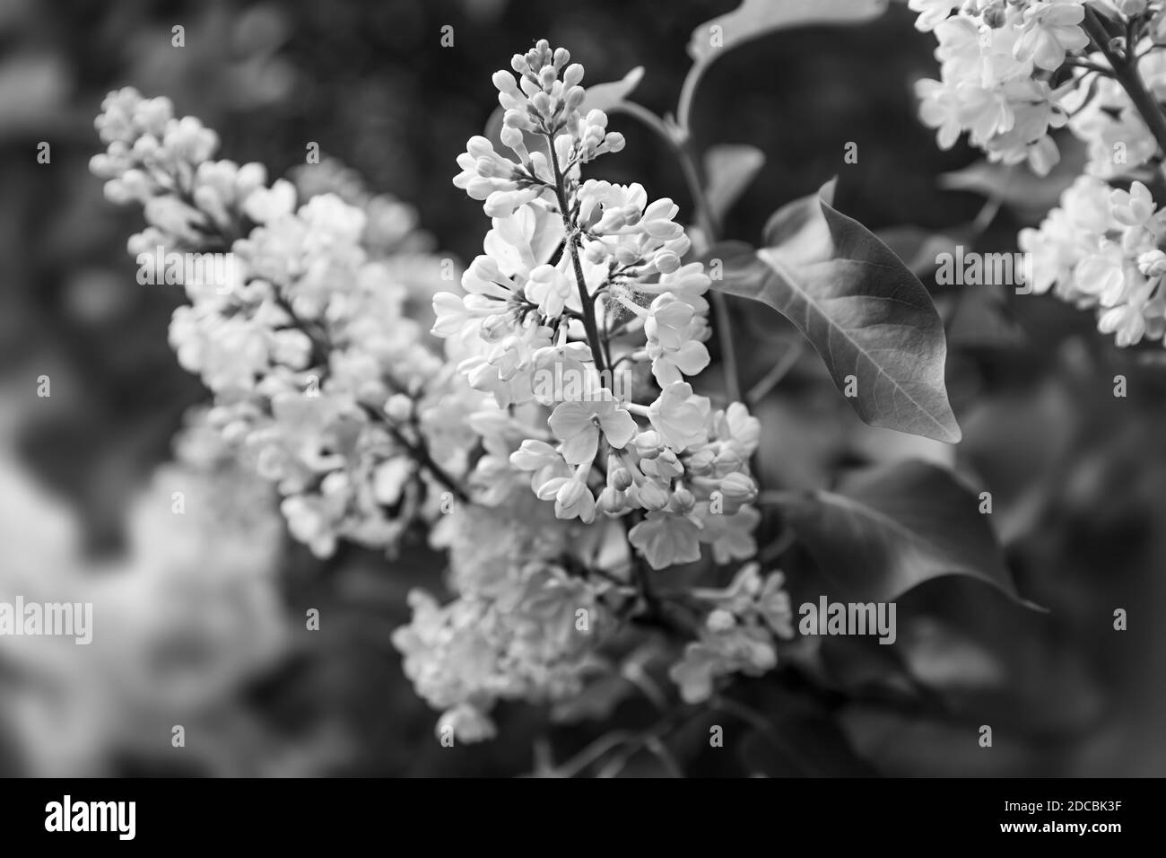 Soft focus image of blossoming branch of a white lilac. Spring blooming lilac tree flowers. Lilac blossom in spring. Black and white image Stock Photo