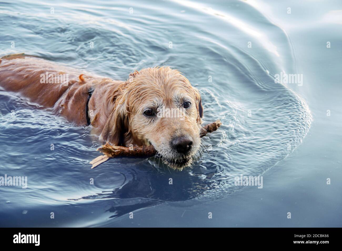 Golden Retriever Puppy In Water