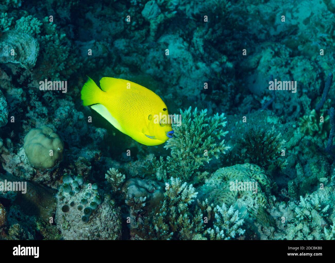 Three-spot Angelfish, Apolemichthys trimaculatus, Bathala island, Ari Atoll, Maldives Stock Photo