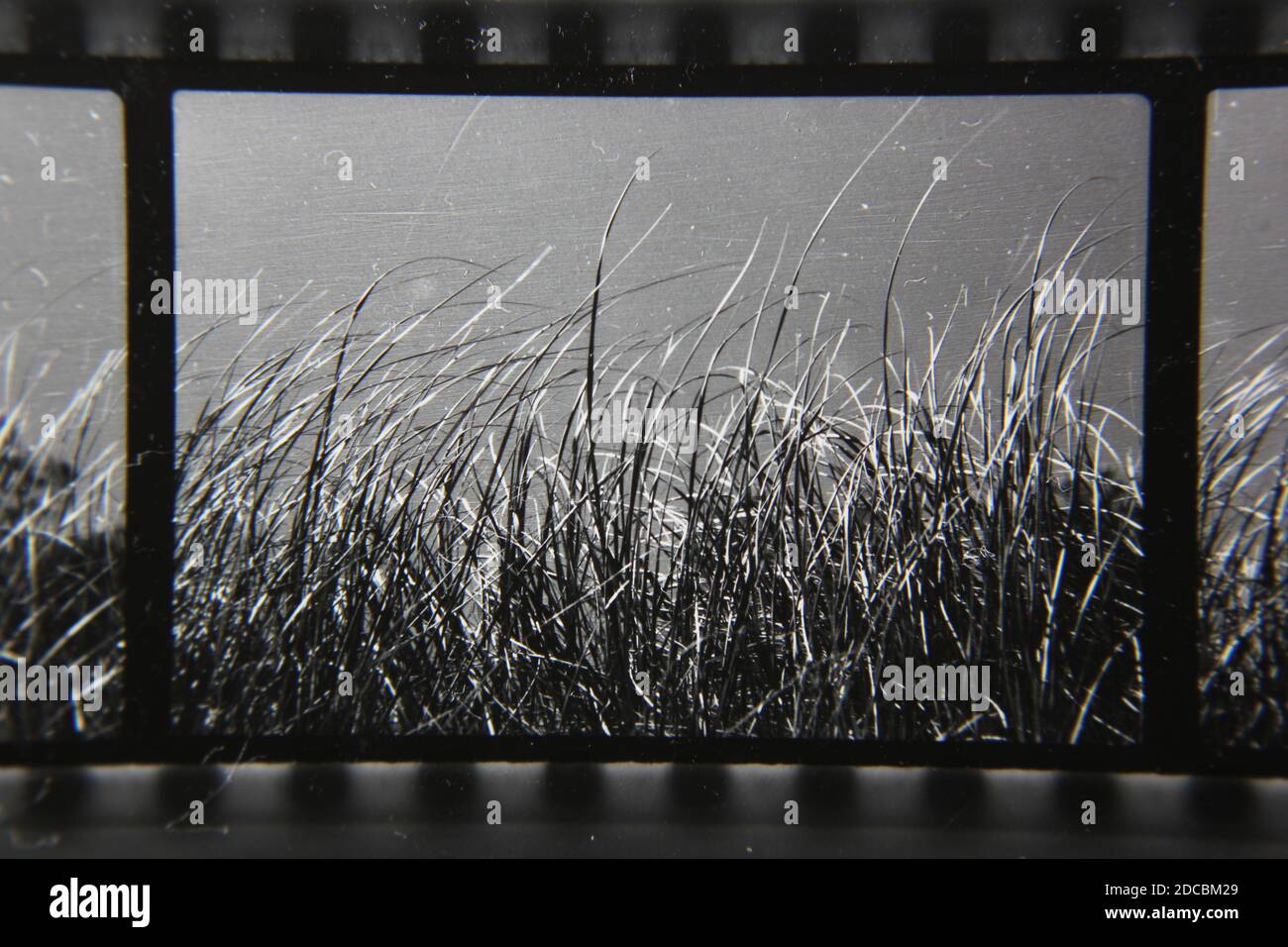 Fine 1970s vintage black and white photography of beach grass in profile and silhouette. Stock Photo