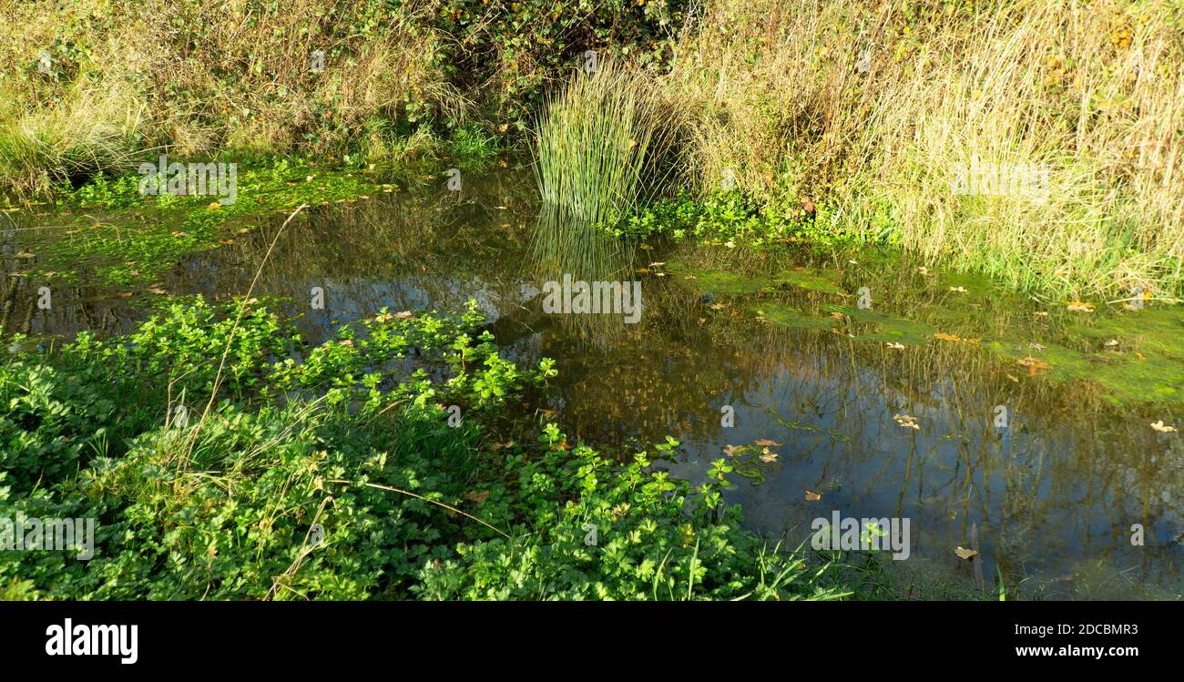 Clean wetland habitat example Stock Photo Alamy