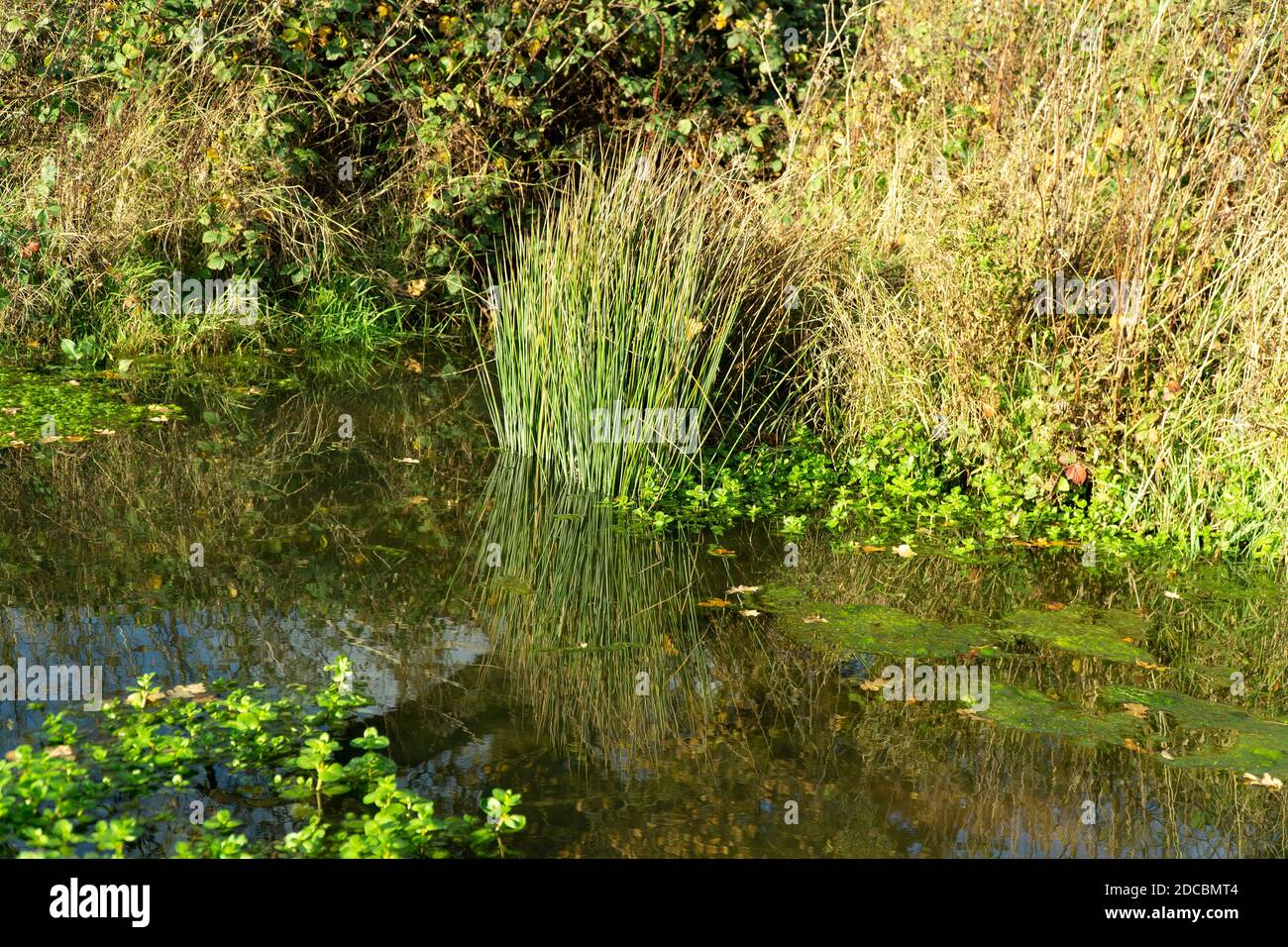 Clean wetland habitat example Stock Photo Alamy