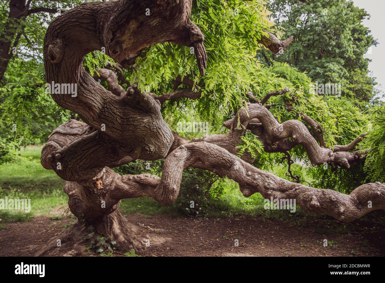 Inter3esting Tree Interesting plant shapes hi-res stock photography and images - Alamy
