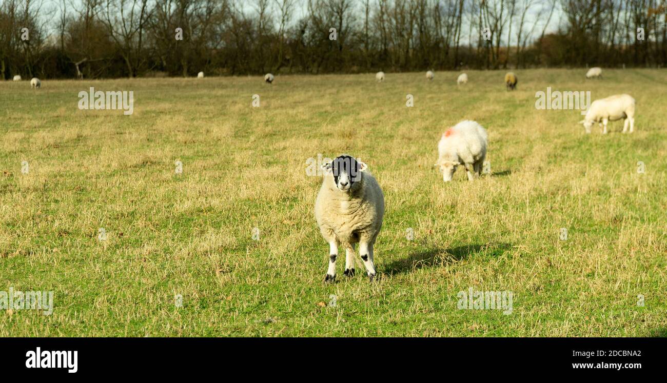 Solitary sheep hi-res stock photography and images - Alamy