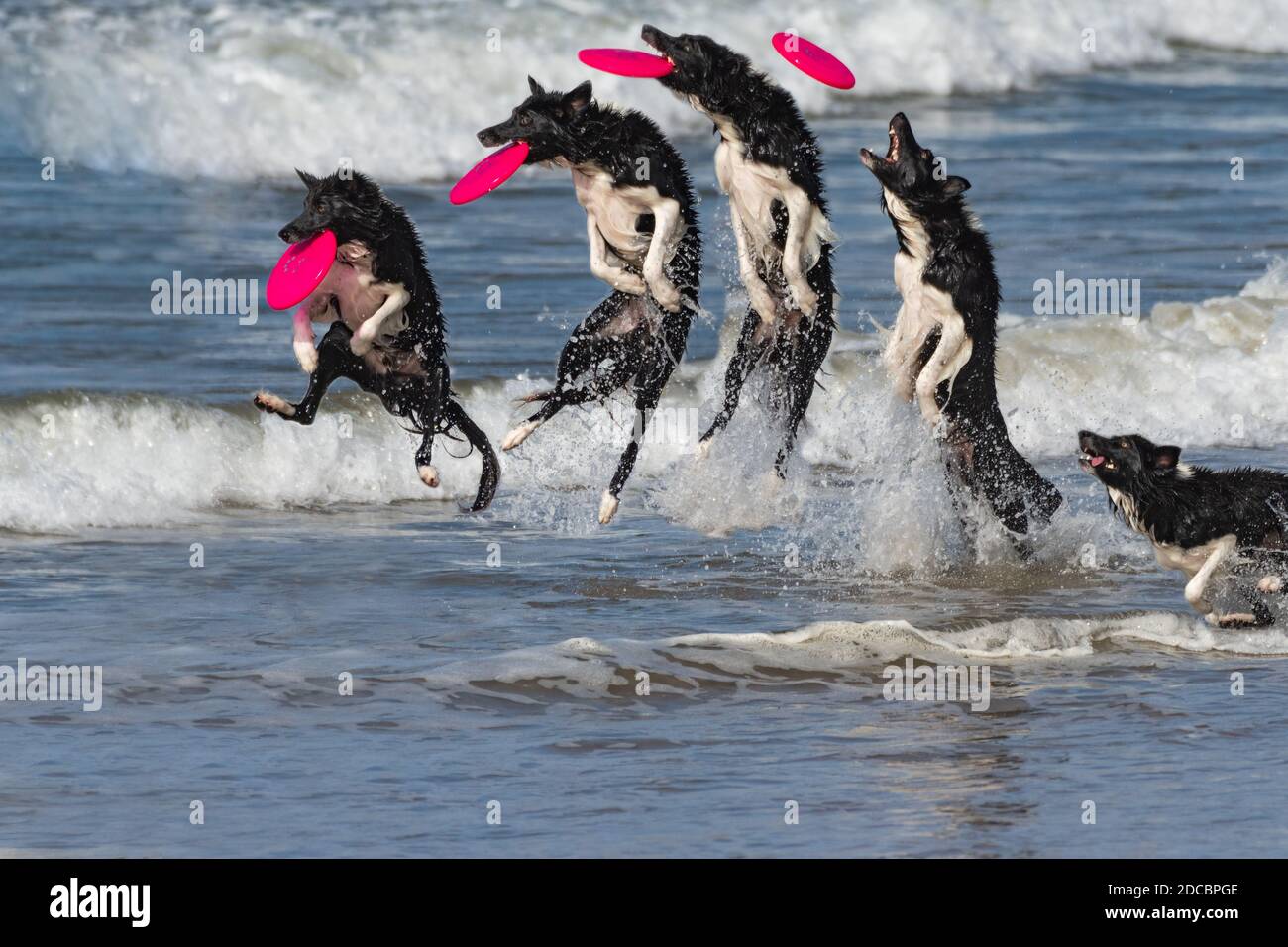 Composite photo burst of border collie dog sequence of running through ocean water to leap and catch a flying frisbee out of the air with a big splash Stock Photo