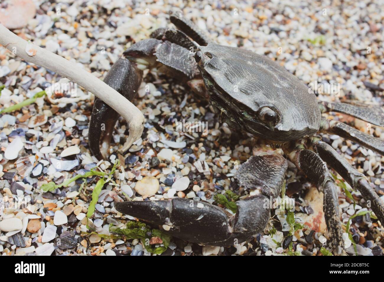 Close up crab hi-res stock photography and images - Alamy