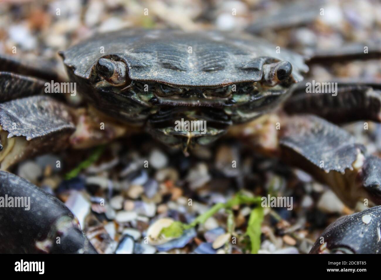 Close up isolated crab hi-res stock photography and images - Alamy
