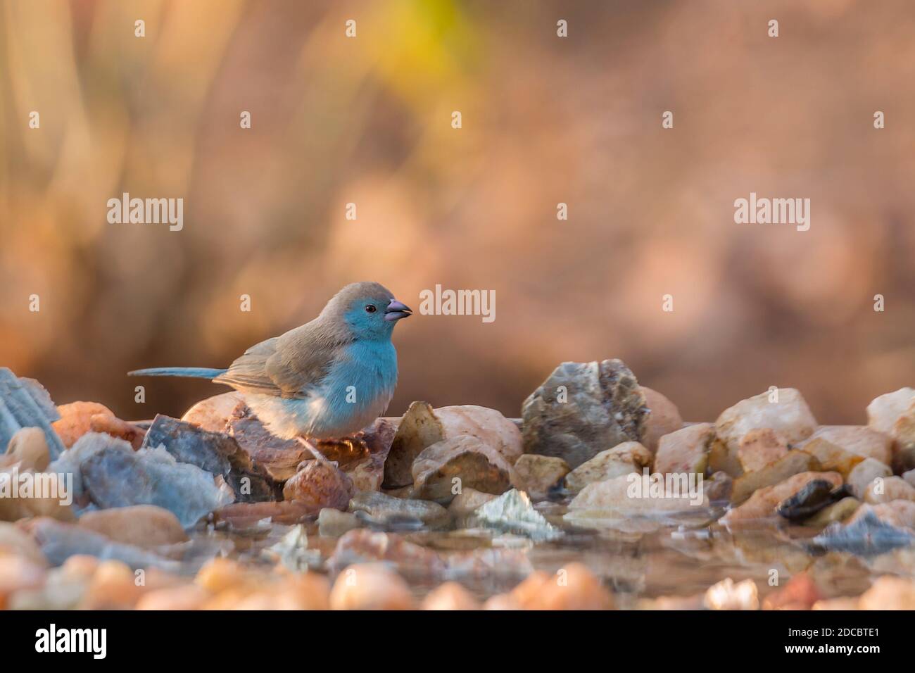 Blue-breasted Cordonbleu in waterhole with morning light in Kruger National park, South Africa ; Specie Uraeginthus angolensis family of Estrildidae Stock Photo