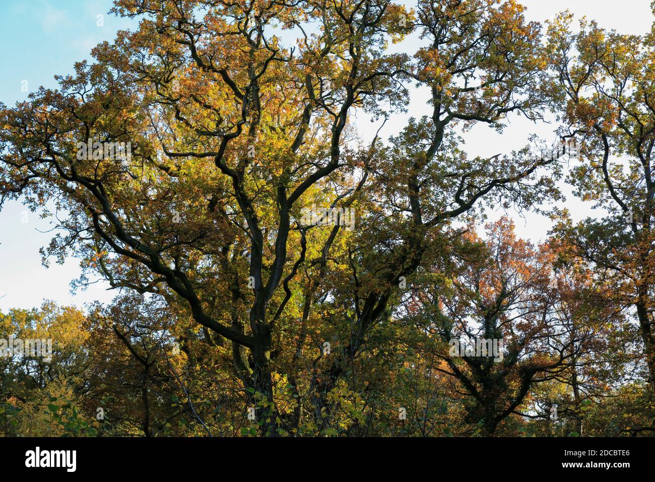 A beautiful view of colorful trees in the park Stock Photo - Alamy