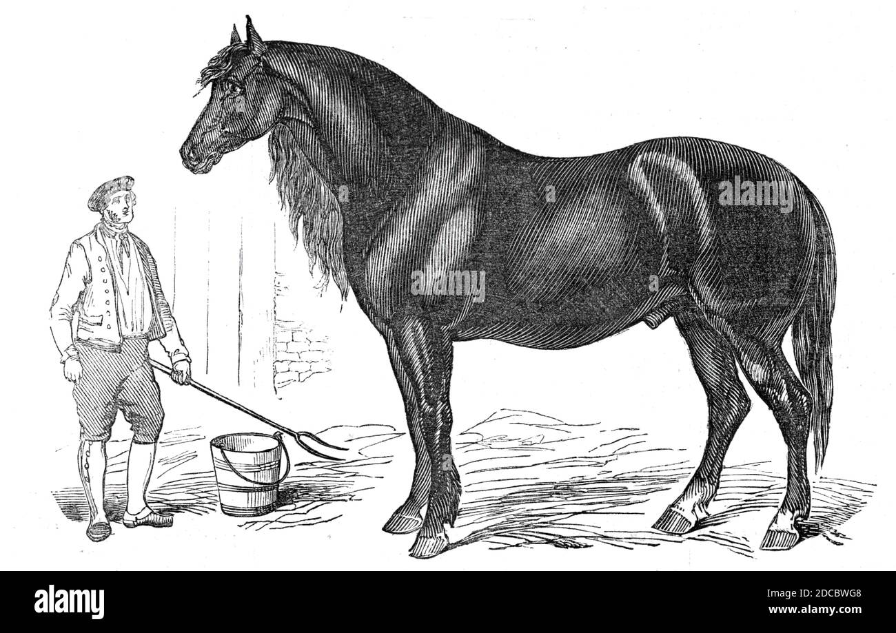 The giant horse exhibited at Southampton, 1844. One of the exhibits at