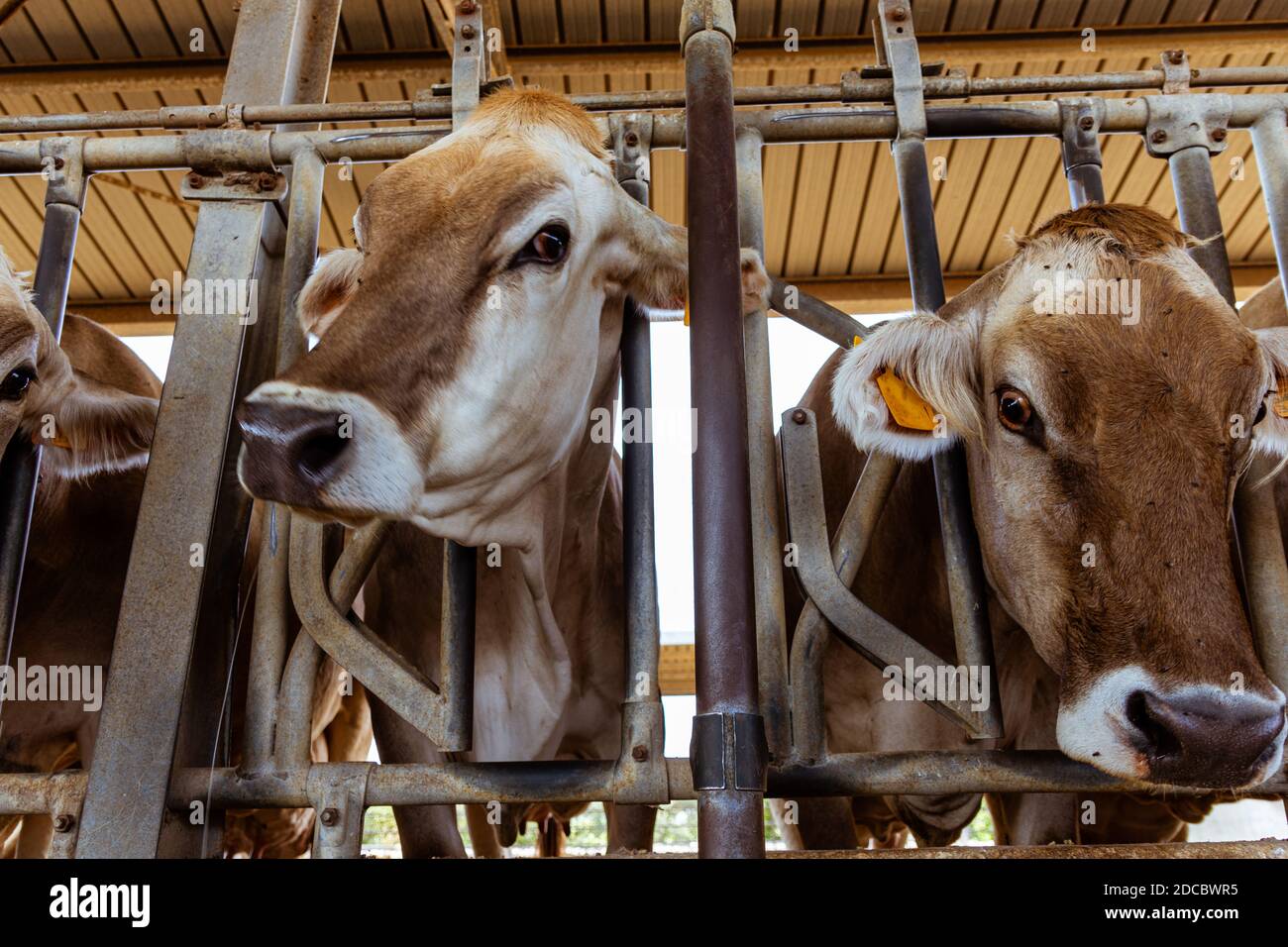 A shot of cows in a barn Stock Photo - Alamy