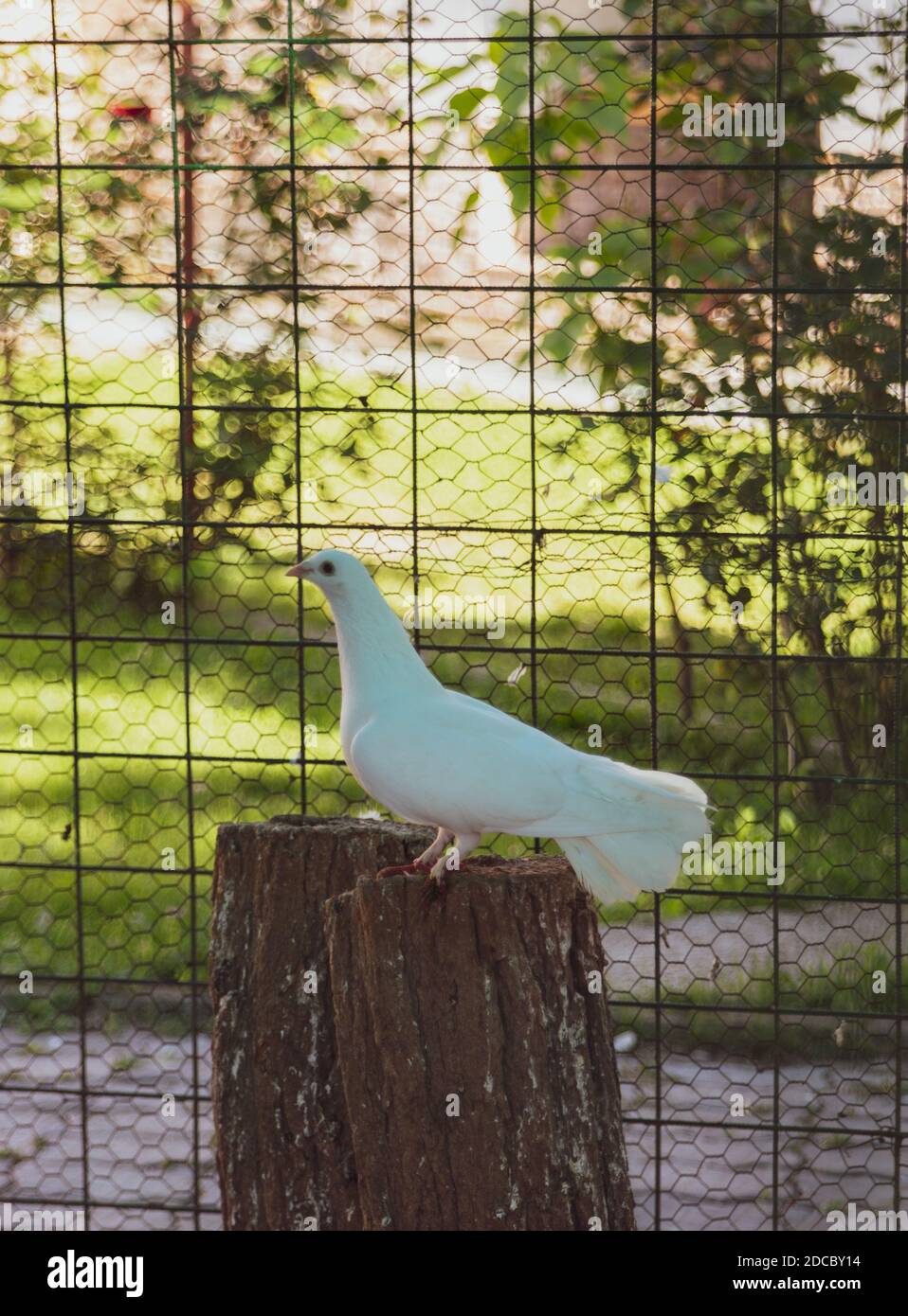 White dove pigeon hires stock photography and images Alamy