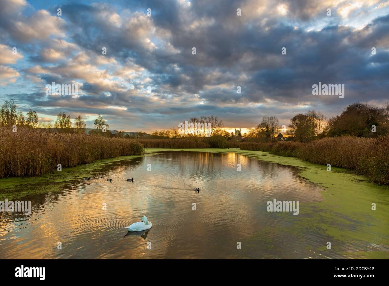 A winter view of Pershore Abbey across the lake at Avon Meadows Wetland Reserve at sunset, Worcestershire, England Stock Photo
