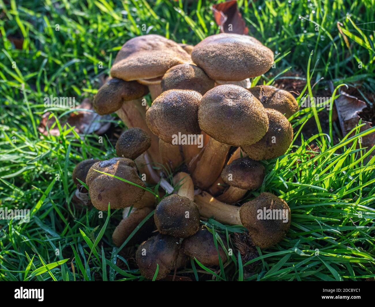 Honey Fungus Armillaria cepistipes growing on the roots of Chestnut and Oak trees in roadside parkland Stock Photo