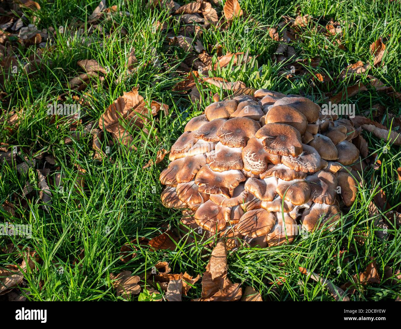 Honey Fungus Armillaria ostoyae growing on the roots of Chestnut and Oak trees in roadside parkland Stock Photo