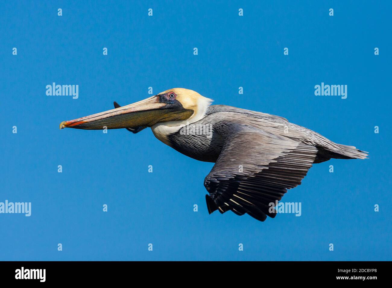 Brown Pelican, Pelecanus occidentalis, at the outlet of Rio Grande, Pacific coast, Cocle province, Republic of Panama. Stock Photo