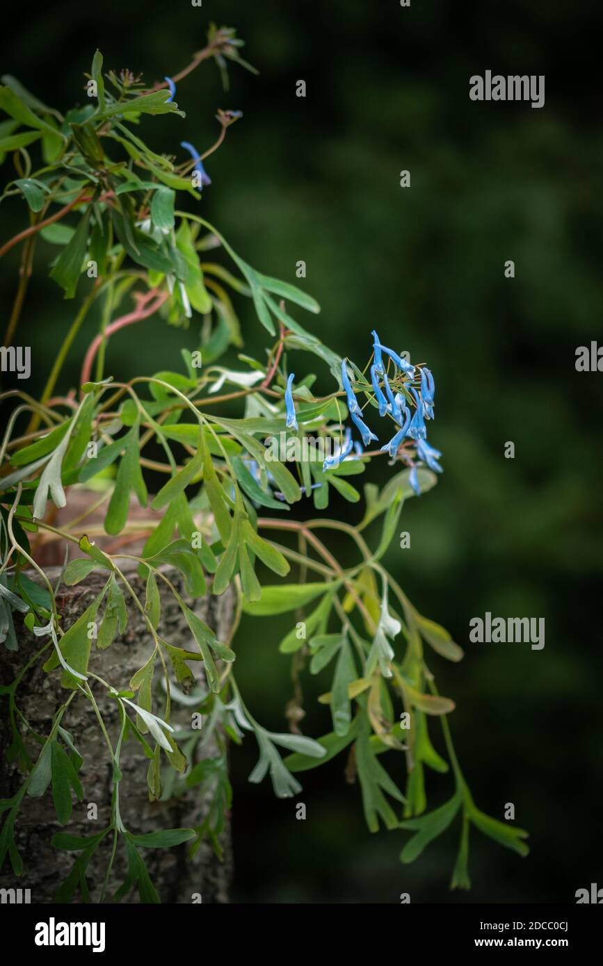 Corydalis flexuosa ' Porcelain Blue ' Stock Photo