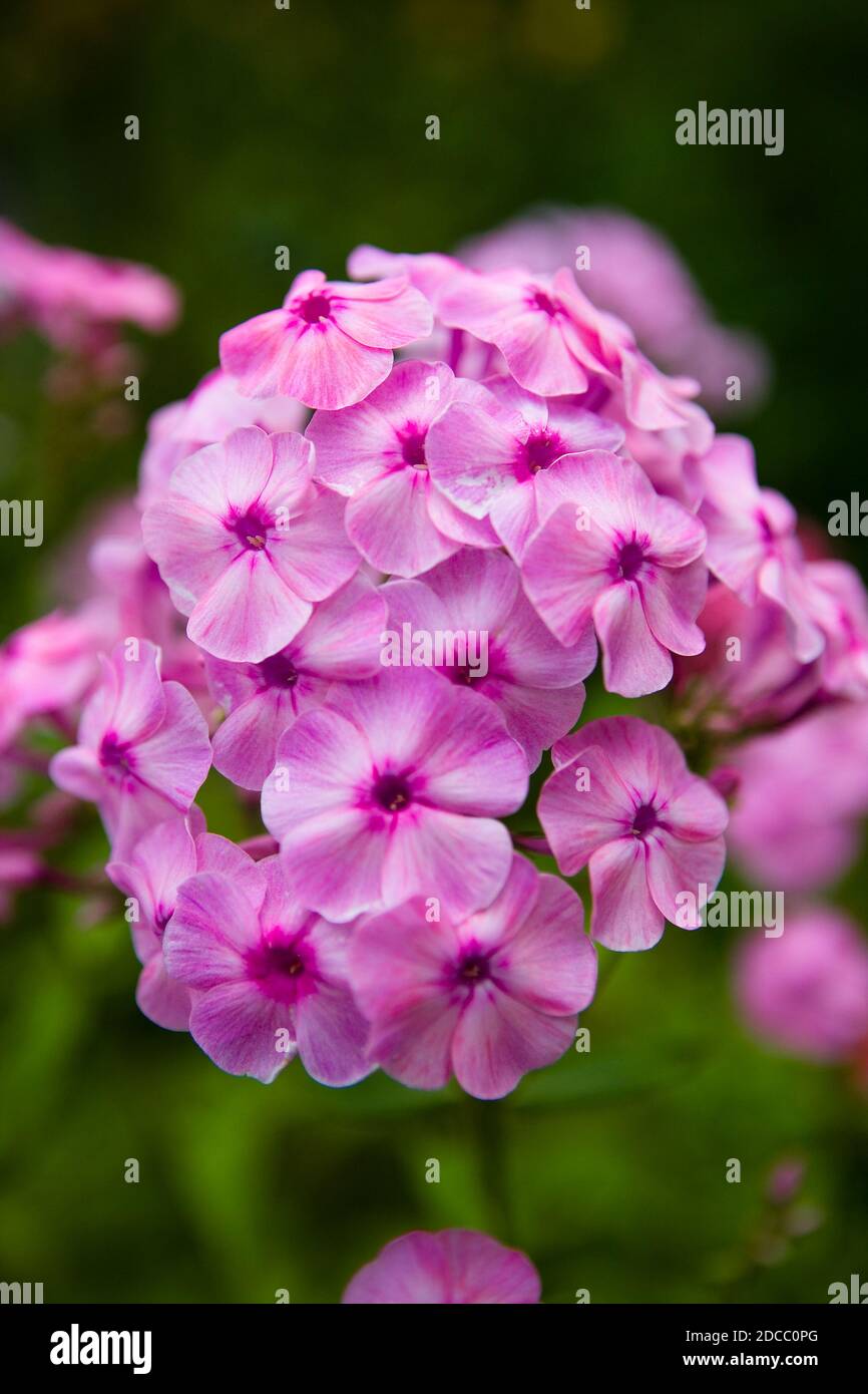 Beautiful inflorescence of Hydrangea macrophylla of lilac color close ...