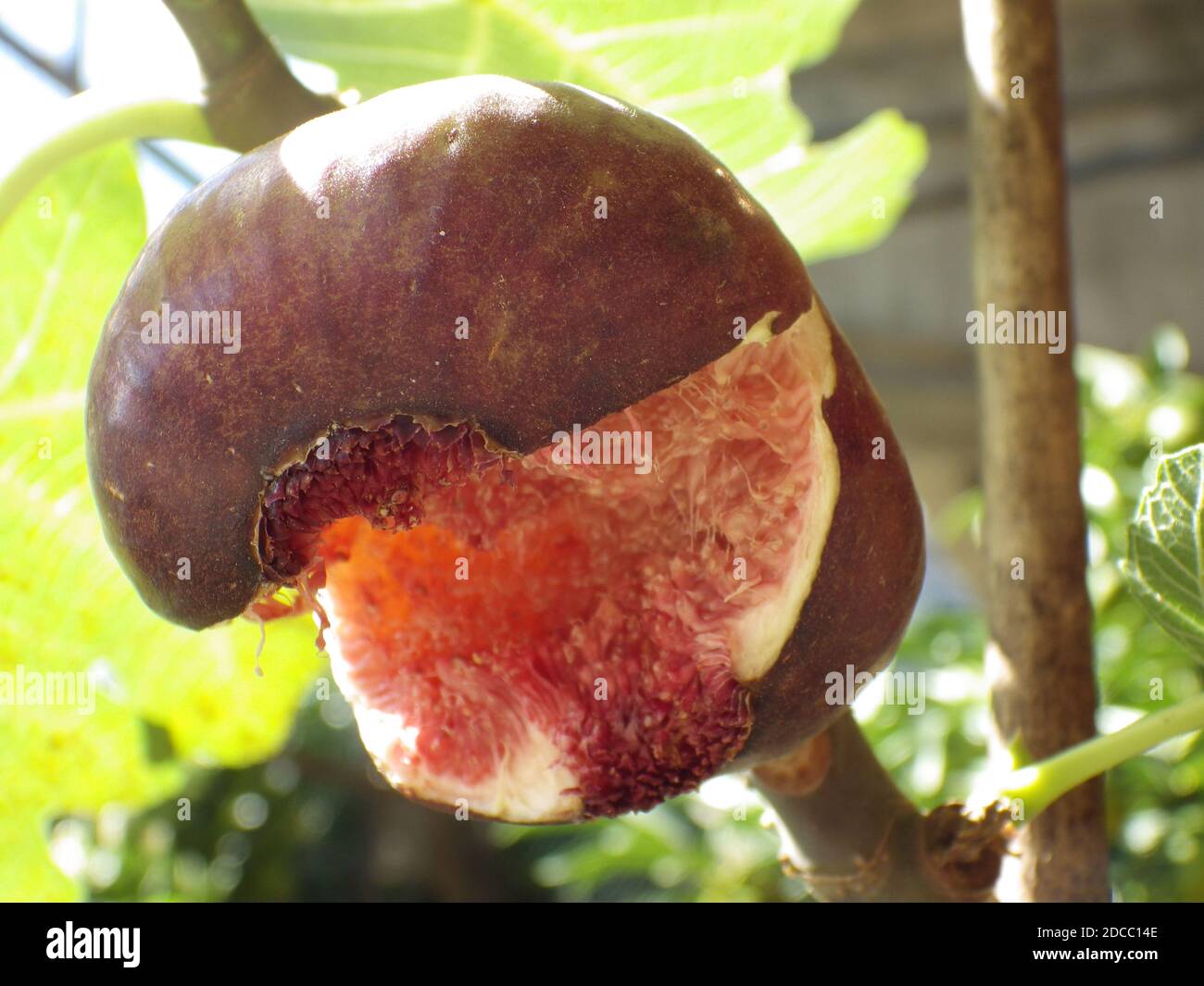 Fig Tree Ripe Ripe fig tree hi-res stock photography and images - Alamy