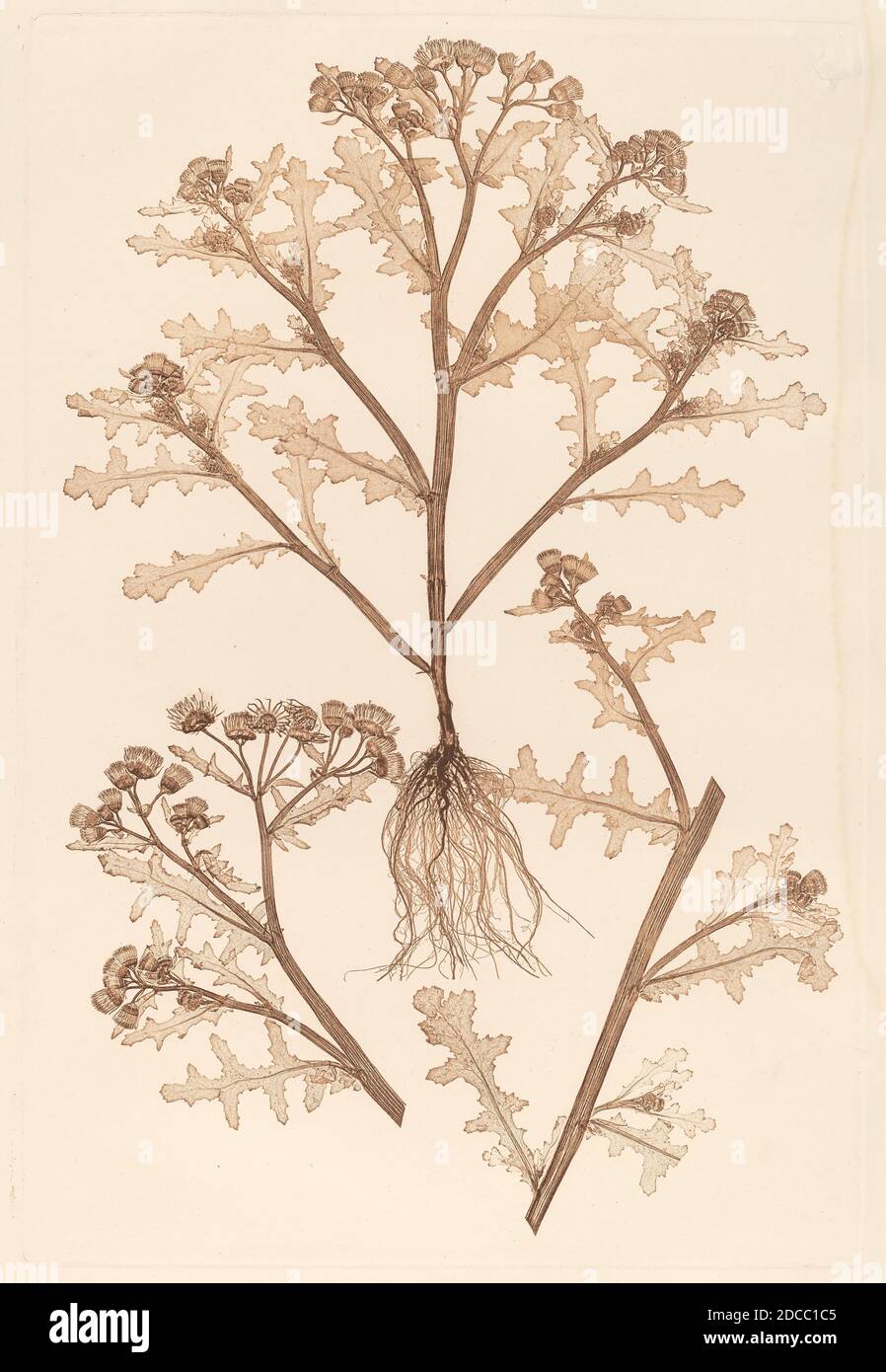 Physiotypia plantarum austriacarum hires stock photography and images