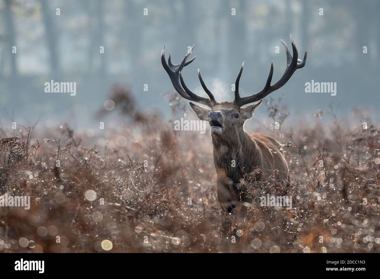 Prod stag deer during the rutting season Stock Photo - Alamy