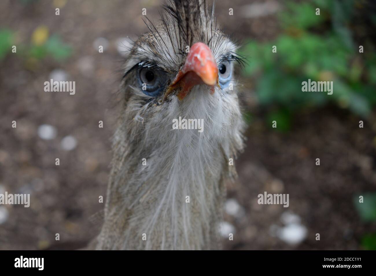 Bird funny hair hi-res stock photography and images - Alamy