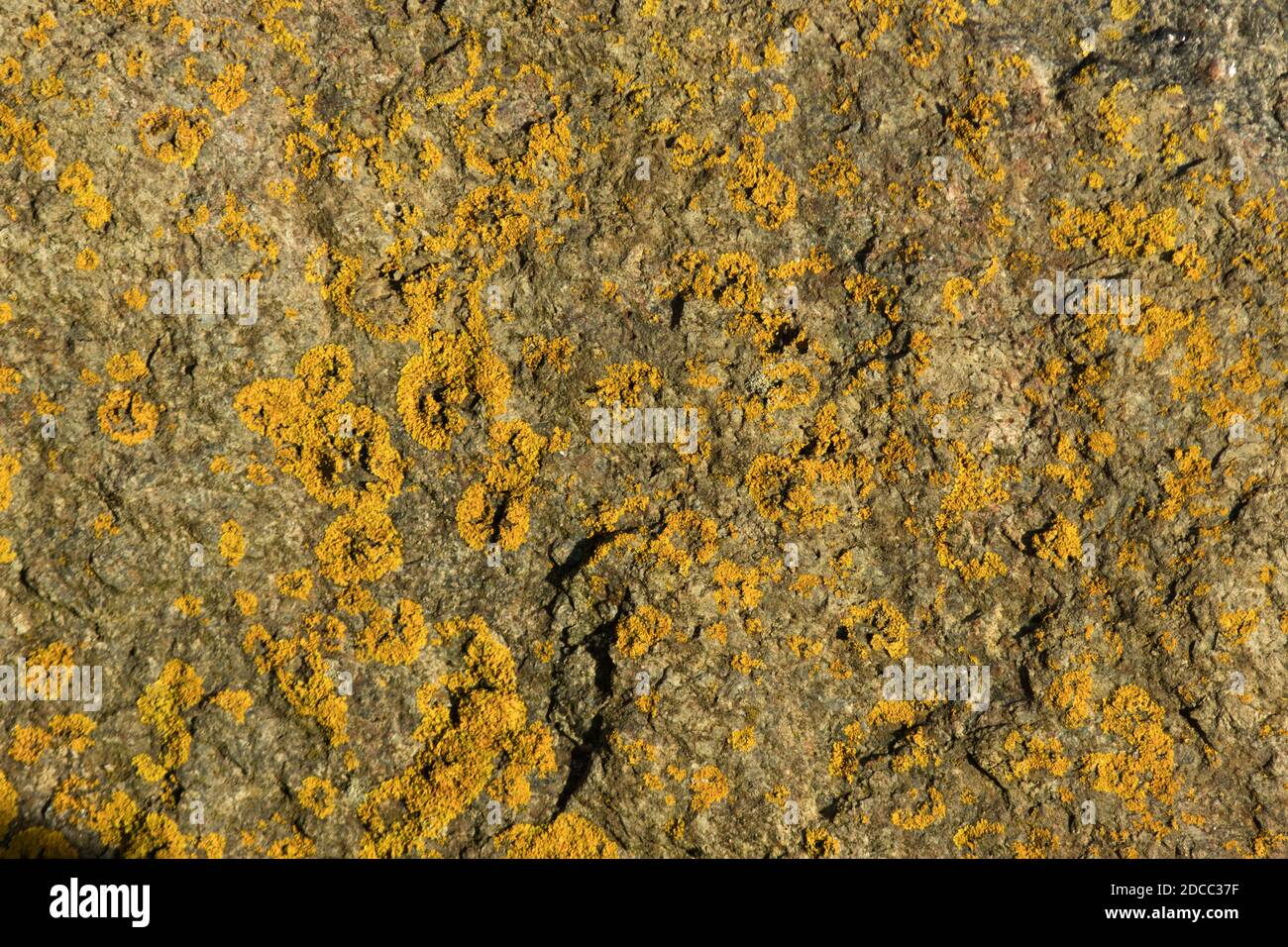 A familiar and colourful lichen, Yellow Scales is particularly spectacular at the coast where it proliferates on rocks and sea walls Stock Photo