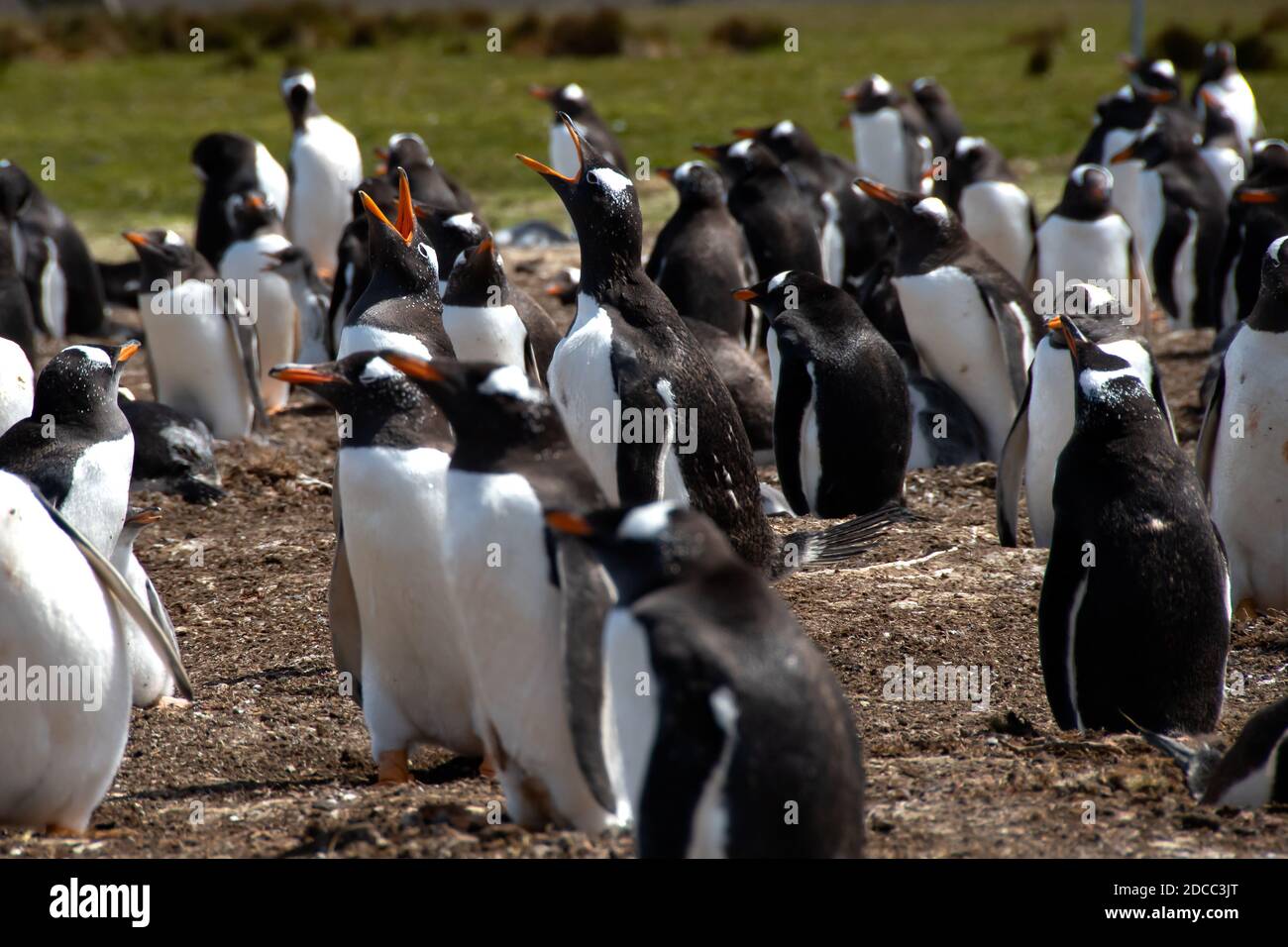 A colony of Gentoo Penguins at Volunteer Point, Falkland Islands. Stock Photo