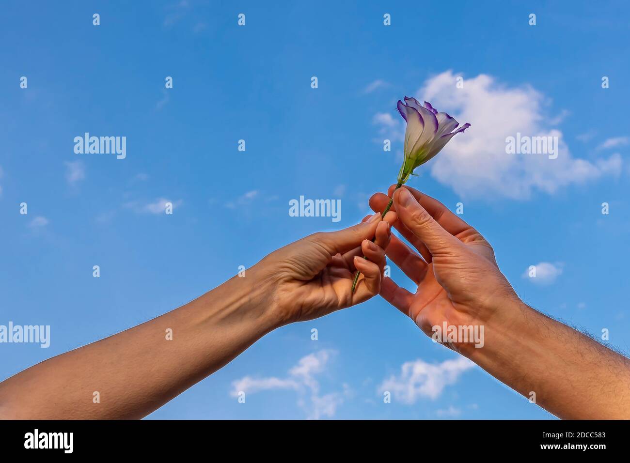Hand Holding Flower Sky High Resolution Stock Photography And Images Alamy Hand Holding Flower Sky High Resolution Stock Photography And Images Alamy